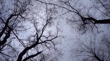 Gökyüzüne karşı dramatik ağaçlar. Yapraksız ağaç dalları. Doğa.
