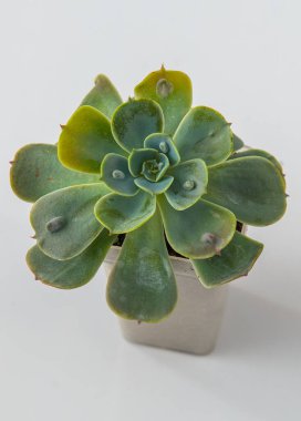 Echeveria yağmur damlaları sulu bitkiler. Beyaz arkaplanda küçük bir çiçek