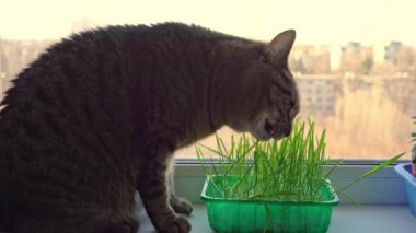 Kedi pencere pervazında otururken yulaf otu yer. Penceredeki kedi için yeşillik yetiştir.