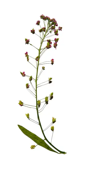 stock image Dried alyssum flower isolated on a white background. Herbarium. Floral.