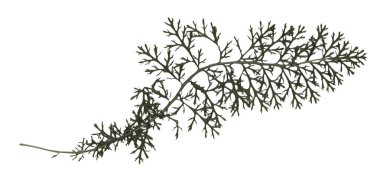 Yarrow yaprağı. Kurutulmuş bitki Çiçeği izole etti