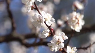 Kayısı ağacının beyaz çiçekleri. Bahçede bahar çiçekleri açan dallar. Rüzgar sallanıyor. Mavi ağaç