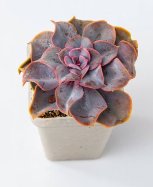 Echeveria mor inci bitkisi sulu. Beyaz arka planda küçük yeşil çiçek
