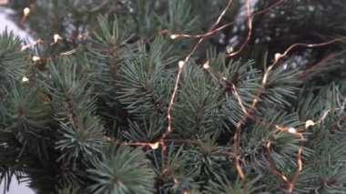 Noel ağacı dalları ve çelenk ışıkları. Aralık 'ın kozalaklı buketi. Kış arkaplanı