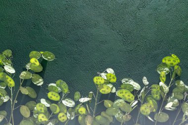 Yeşil yapraklı arka plan. Lunaria Annua gidiyor. Kurumuş çiçek para bitkisi.