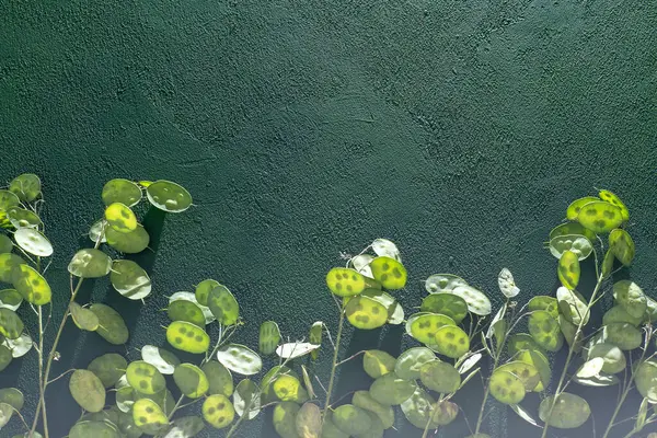 Yeşil yapraklı arka plan. Lunaria Annua gidiyor. Kurumuş çiçek para bitkisi.