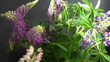 Lupine çiçekleri. Mor ve pembe tomurcuk buketi.