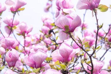 Pembe manolya çiçekleri. Bahçedeki bir ağaç dalında çiçek tomurcuğu. Bahar çiçekli doğa
