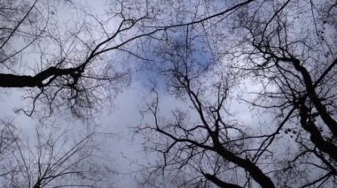 Gökyüzüne karşı dramatik ağaçlar. Yapraksız ağaç dalları. Doğa.