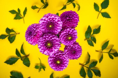 Sarı arka planda pembe yıldız çiçeği buketi. Bud bitkisi