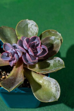 Nurnberg 'in Çiçek Echeveria İncisi. Sulu mor bitki yaprakları. Yeşil arka plan. Çiçek.