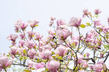 Pembe manolya çiçekleri. Bahçedeki bir ağaç dalında çiçek tomurcuğu. Bahar çiçekli doğa