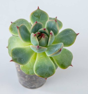 Haworthia Cooperi ot içinde sulu bitki. Beyaz arkaplanda yeşil küçük çiçek