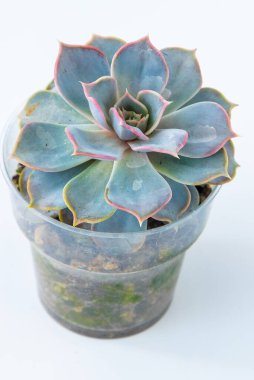 Echeveria Subsessilis saksı içinde sulu bitki. Beyaz arkaplanda yeşil küçük çiçek
