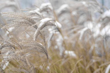 Kışın kar altında miscanthus. Bahçe bitkisi.