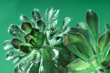 Yeşil yapraklı arka plan. Flower Aeonium Schwarzkopf sulu. Bitki yaprakları. Ağaç mezarı. Yeşillik rengi doğa kavramı