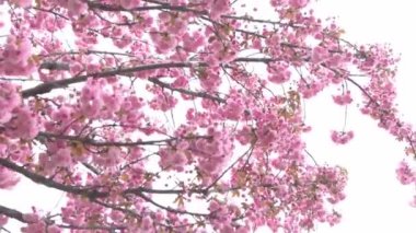 Sakura pembe çiçeklerle çiçek açar. Bahçedeki ağaçlar. Dallardaki tomurcuklar. İlkbahar bitkisi bitki örtüsü