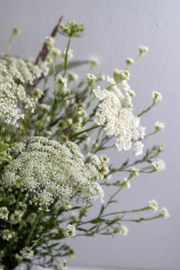 Beyaz arka planda bir buket beyaz çiçek. Yaban havucu ve kiremit. Basit bir yaz çiçeği. Doğa florası estetiği. Yaprak tomurcuğu. Bitki bilimi. Asgari biçim.