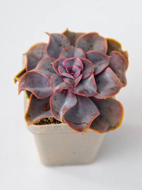 Echeveria mor inci bitkisi sulu. Beyaz arka planda küçük yeşil çiçek