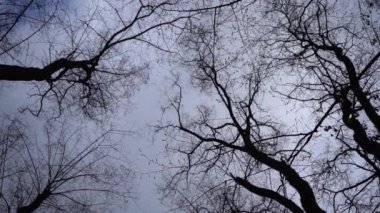 Gökyüzüne karşı dramatik ağaçlar. Yapraksız ağaç dalları. Doğa.