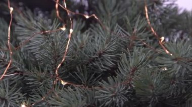 Noel ağacı dalları ve çelenk ışıkları. Aralık 'ın kozalaklı buketi. Kış arkaplanı