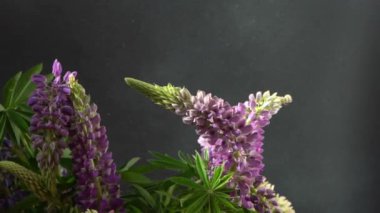 Lupine çiçekleri. Mor ve pembe tomurcuk buketi.