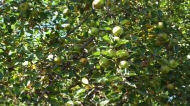 Ağaçtaki yeşil elmalar. Bahçe hasatı