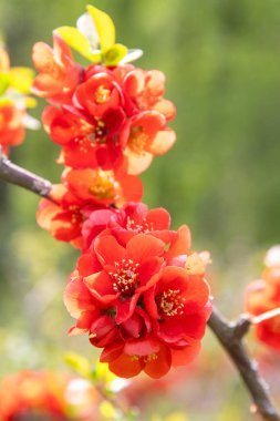 Kırmızı bahar çiçekleri. Japon ayva Chaenomeles. Çalı dalında Bud. Bahçede yeşil yapraklar. Doğa bitkisi çiçek açıyor.
