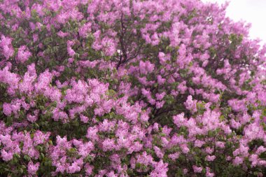 Dal açan leylak çiçekleri. Bahçe bitkisi, Doğa