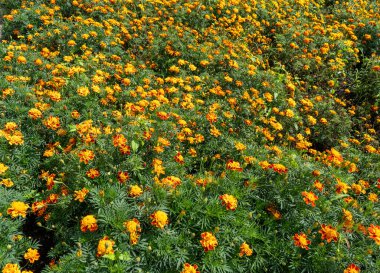 Bahçedeki kadife çiçekleri. Portakal tomurcukları. Bitki.