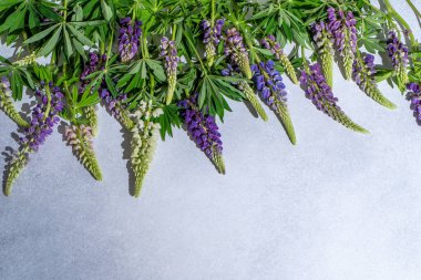 Lupine çiçekleri. Mor pembe tomurcuklar. Çiçek yapraklı arka plan. Lupinus yabani çiçeği