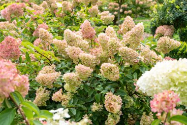 Ortancalar çiçek açar. Pembe beyaz tomurcuk, Hydrangea çiçek bitkisi..