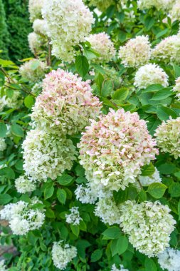 Ortancalar çiçek açar. Beyaz tomurcuk, Ortanca çiçekleri, Hortensiya.