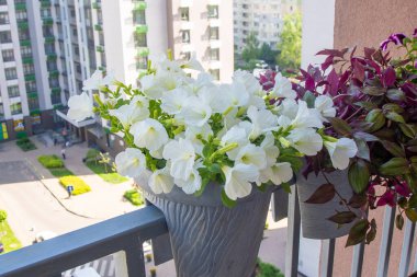 Beyaz petunya. Surfinia çiçek tomurcukları. Şehirdeki bir balkonun korkuluklarında saksılar dolusu çiçek..