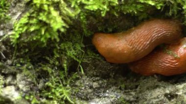 Yosun üzerinde kahverengi sümüklüböcekler. Vahşi hayvan.