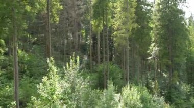 Karışık orman. Çam ve yaprak döken ağaçlar. Kozalaklı ağaç doğası