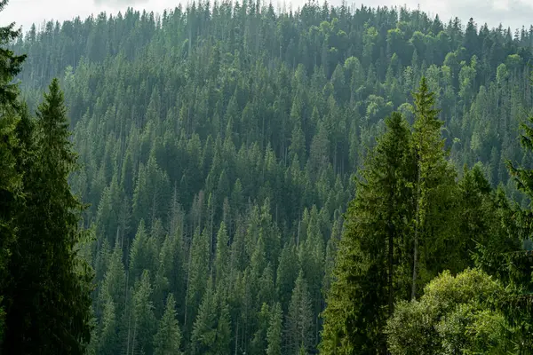 Smereka pine in the Carpathian mountains. Green forest nature. Trees