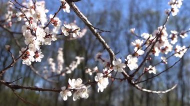 Kayısı ağacının beyaz çiçekleri. Bahçede bahar çiçekleri açan dallar. Rüzgar sallanıyor. Mavi ağaç