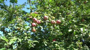 Yeşil ağaçtaki kırmızı elmalar. Bahçe hasatı.