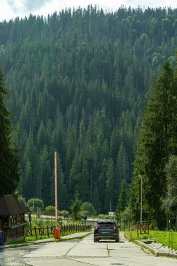 Spruce tops. Smereka pine in the Carpathian mountains. Green forest nature. Trees. Road in Ukraine village clipart