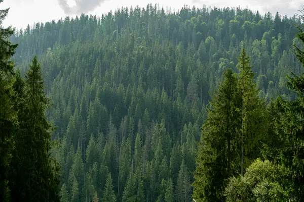 Smereka pine in the Carpathian mountains. Green forest nature. Trees. Spruce tops