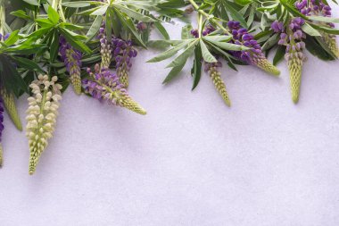 Lupine çiçekleri. Mor pembe tomurcuklar. Çiçek yapraklı arka plan. Lupinus yabani çiçeği