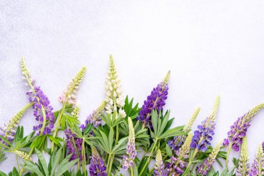 Lupine çiçekleri. Mor pembe tomurcuklar. Çiçek yapraklı arka plan. Lupinus yabani çiçeği