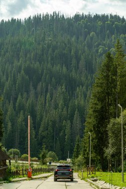 Smereka pine in the Carpathian mountains. Green forest nature. Trees. Road in Ukraine village clipart