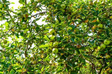 Ağaçta elmalar. Doğa büyür. Yeşil dal. Çiftlik elması yaprağı