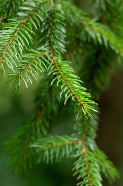 Çam ağaçları. Yeşil arka plan. Noel ağacı doğa ormanını iğneledi.
