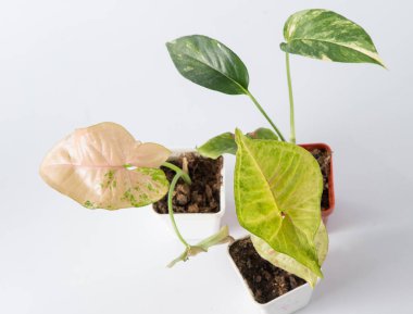 Sengonyum çiçeği. Yeşil beyaz yapraklı ev bitkisi.