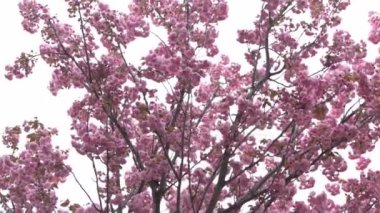 Sakura pembe çiçek yapraklarıyla çiçek açar. Bahçedeki ağaçlar. Dallardaki tomurcuklar. Bahar bitkisi