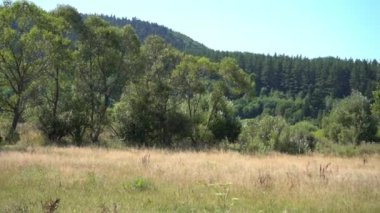 Yeşil doğa ağaçları. Yazın tepe ormanı ve çayır vadisi