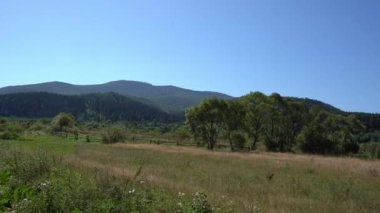 Rüzgar yeşil ağaçlarda esiyor. Doğa. Dağlar Karpatlar 'a ait. Yazın Hill Ormanı ve Meadow Vadisi. Mavi gökyüzü.